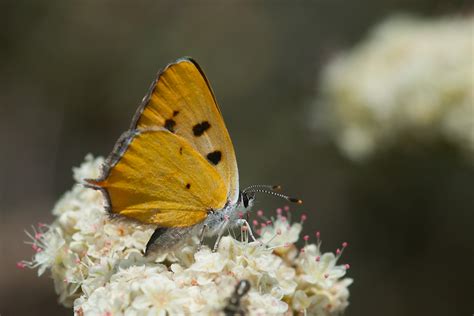 hermes copper butterfly|lycaenidae distribution and diversity.